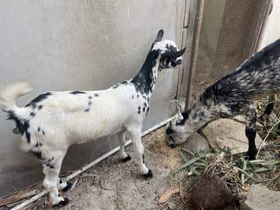 Teady bakri pair 1 male 1 kiran (berbury breed)