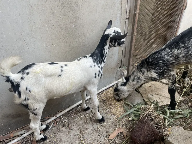 Teady bakri pair 1 male 1 kiran (berbury breed) — photo 3