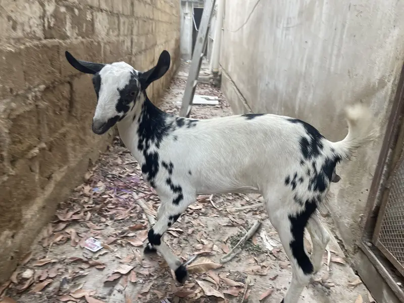 Teady bakri pair 1 male 1 kiran (berbury breed) — photo 8