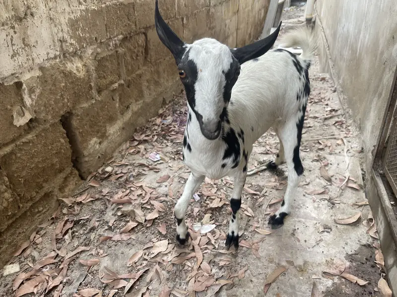 Teady bakri pair 1 male 1 kiran (berbury breed) — photo 9