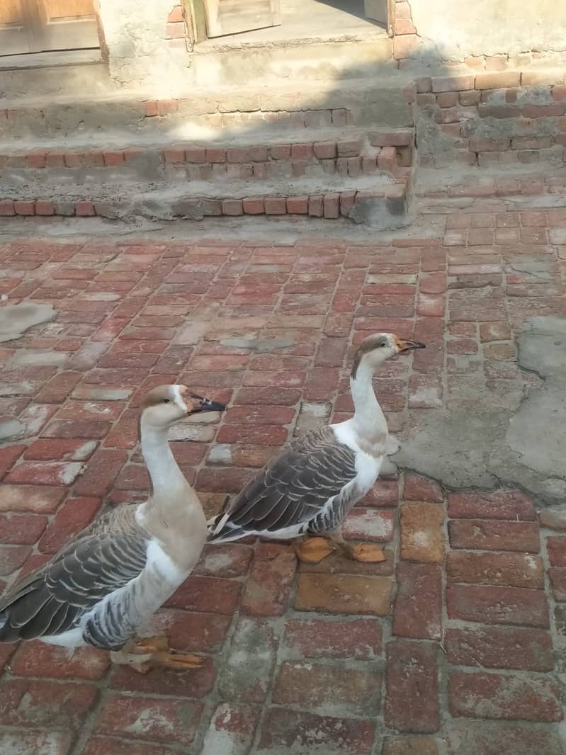 بڑے سائز کی ڈاک سلے فروخت 2 0