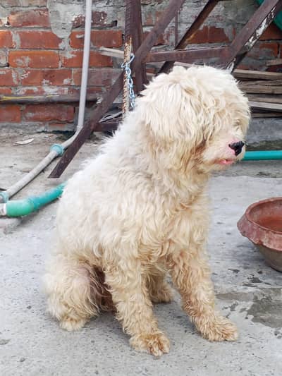 shizu breed full breeding ke liye taiyar 03104430476