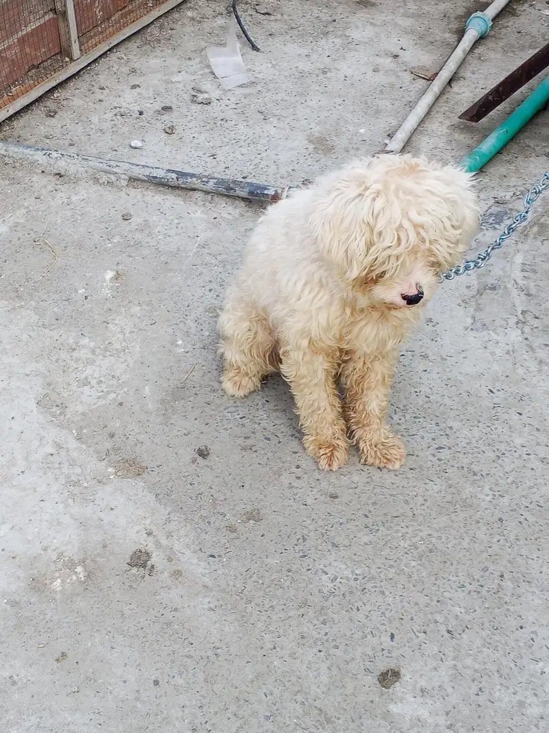 shizu breed full breeding ke liye taiyar 03104430476 — photo 2