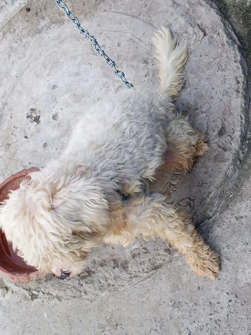 shizu breed full breeding ke liye taiyar 03104430476 — photo 3