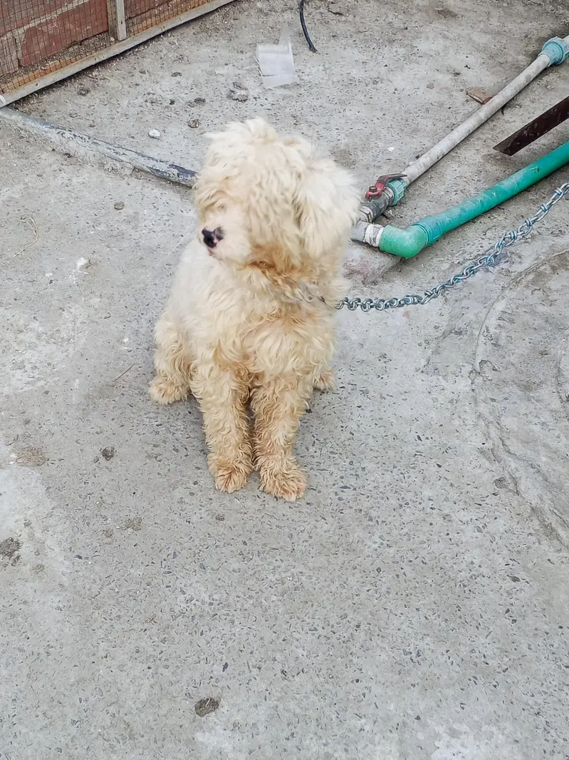 shizu breed full breeding ke liye taiyar 03104430476 — photo 4
