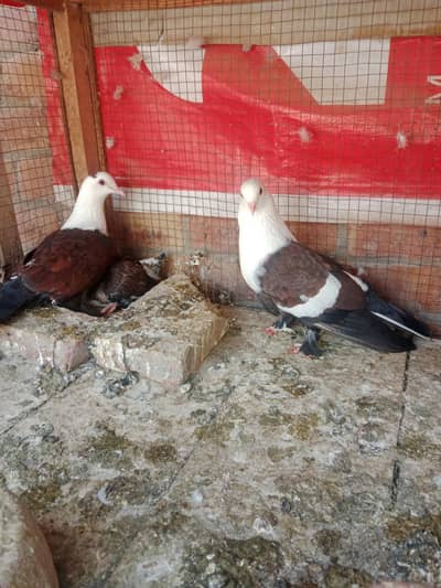 Karbalai pair