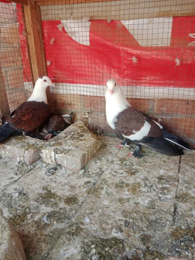 Karbalai pair 0