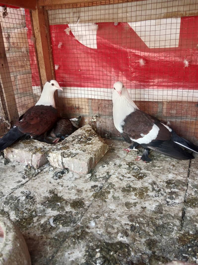 Karbalai pair 1