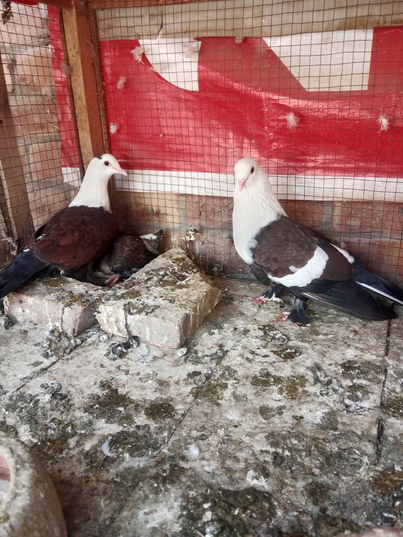 Karbalai pair 2