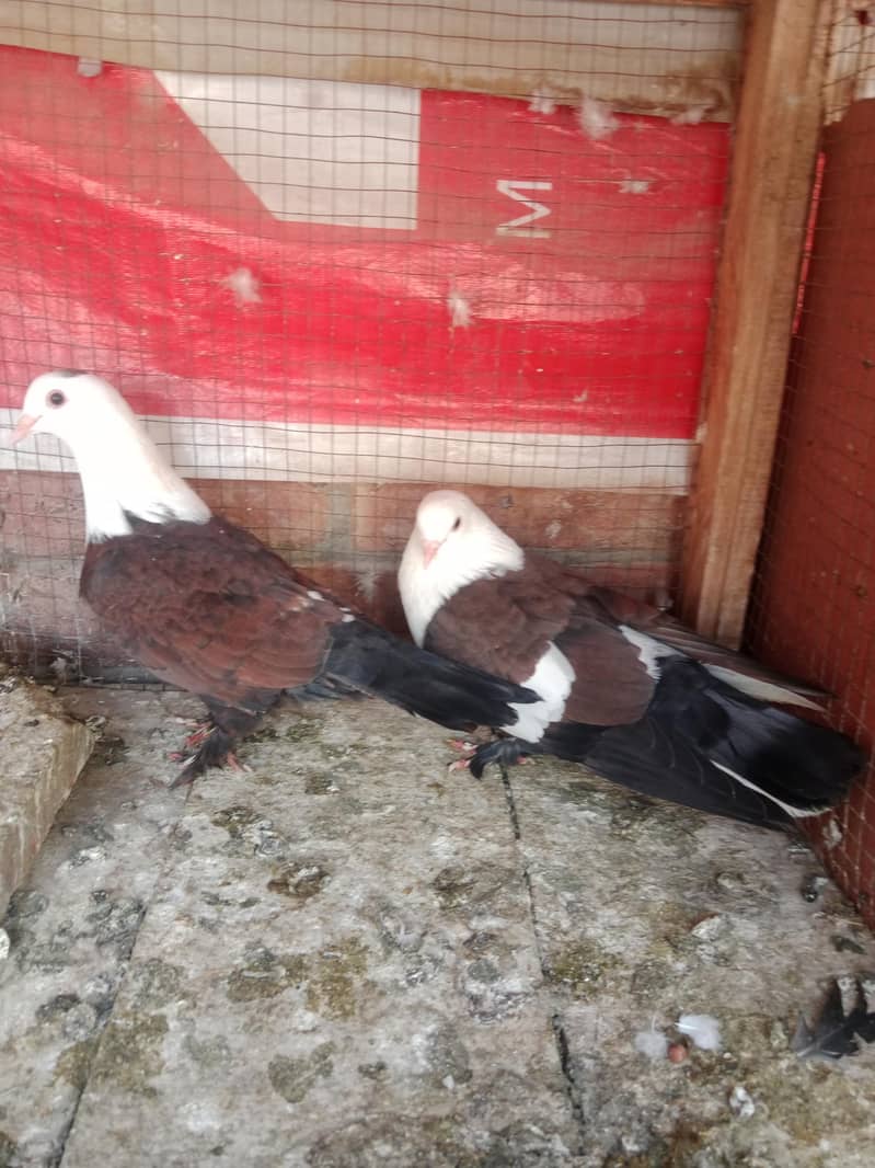 Karbalai pair 3