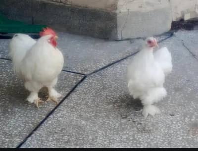 Bantam for sale