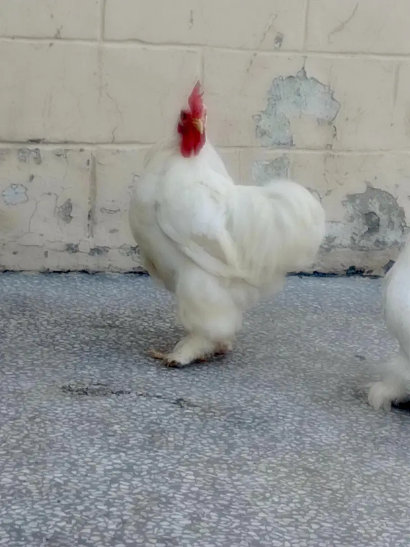 Bantam for sale — photo 2