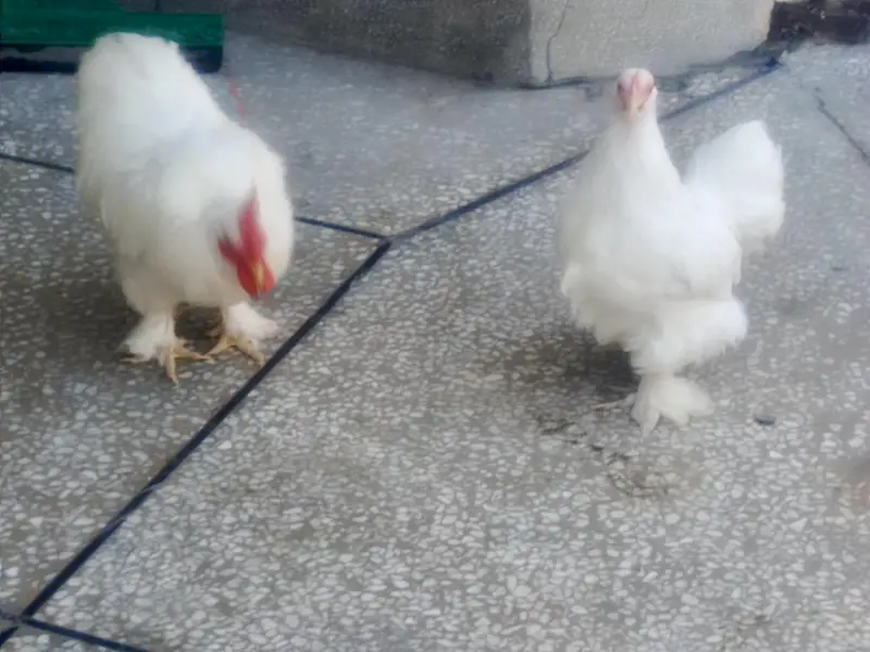 Bantam for sale — photo 3