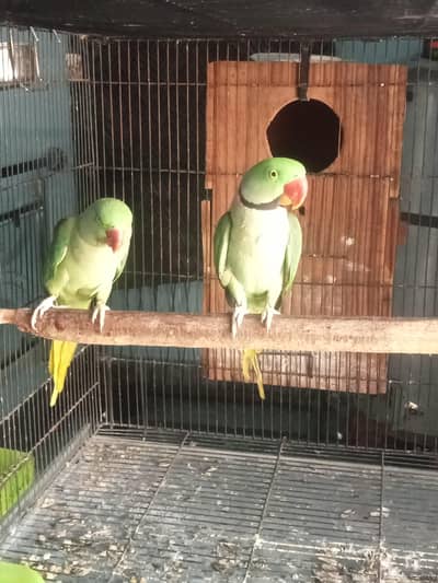 Raw Breed And Talking and Tame Pair
