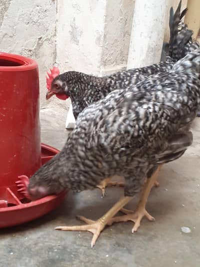 Breed Plymouth rock for sale