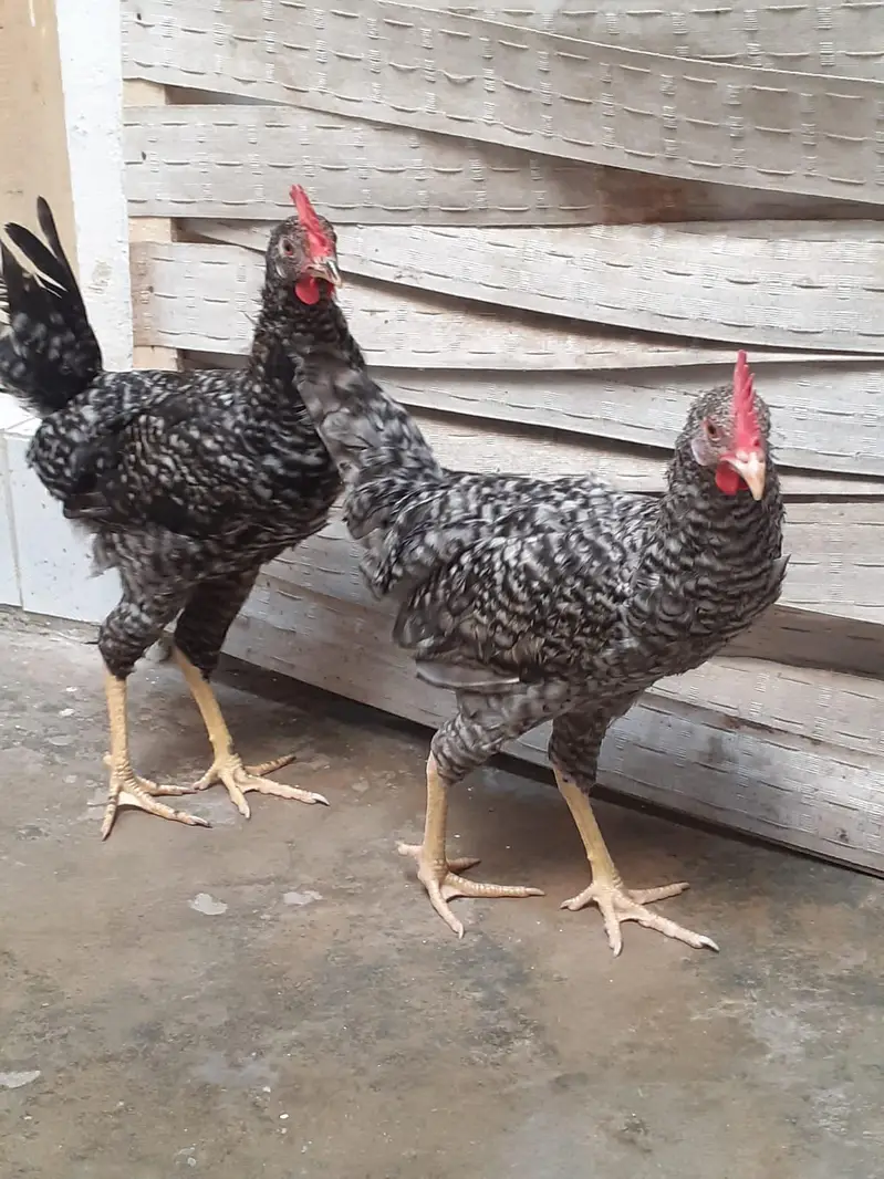 Breed Plymouth rock for sale — photo 2