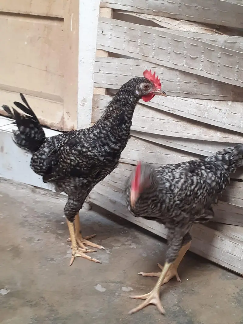 Breed Plymouth rock for sale — photo 4