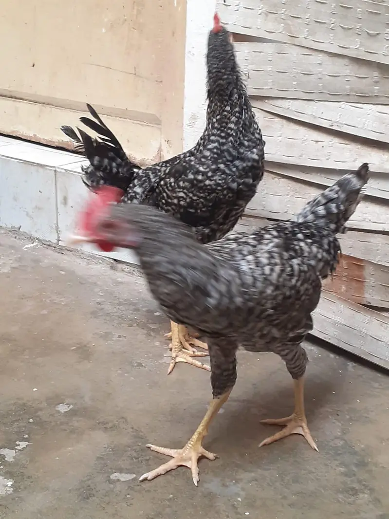 Breed Plymouth rock for sale — photo 5