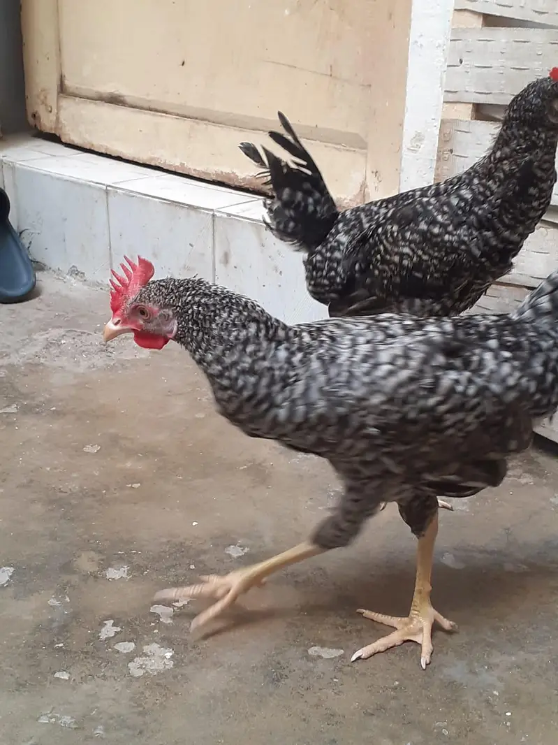 Breed Plymouth rock for sale — photo 7