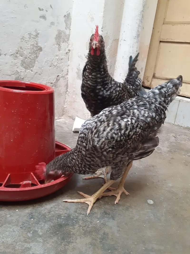 Breed Plymouth rock for sale — photo 8