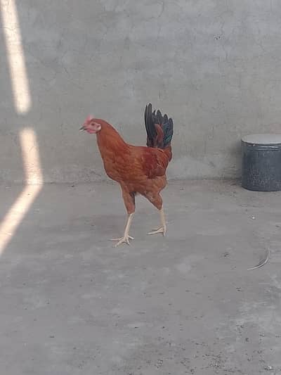 Golden Misri Murga