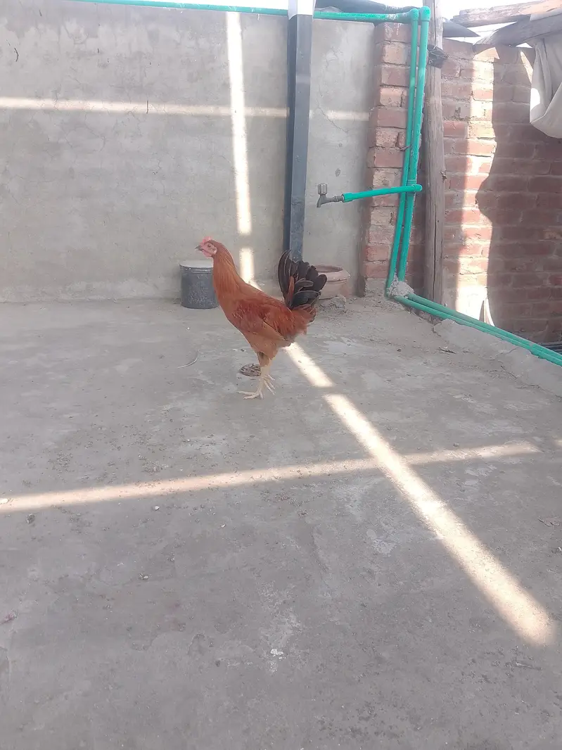 Golden Misri Murga — photo 2