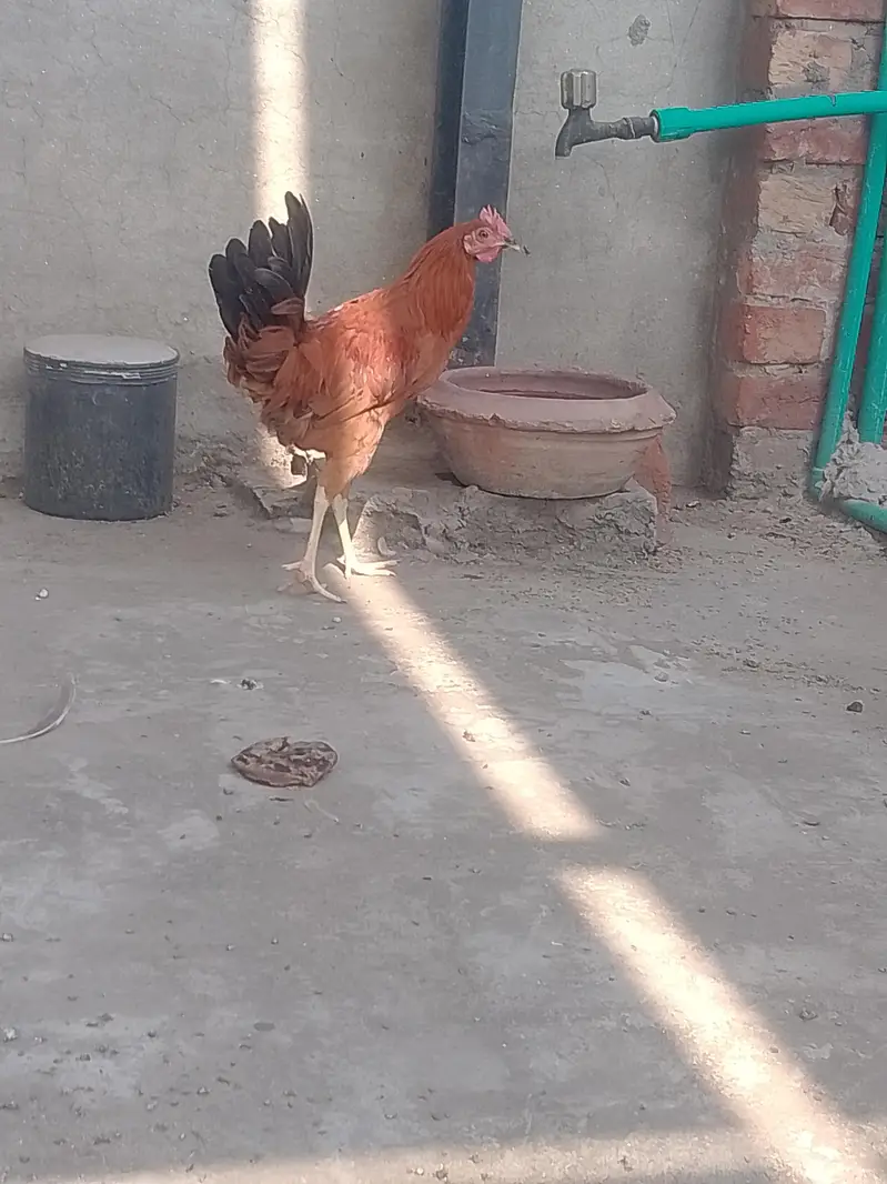 Golden Misri Murga — photo 3