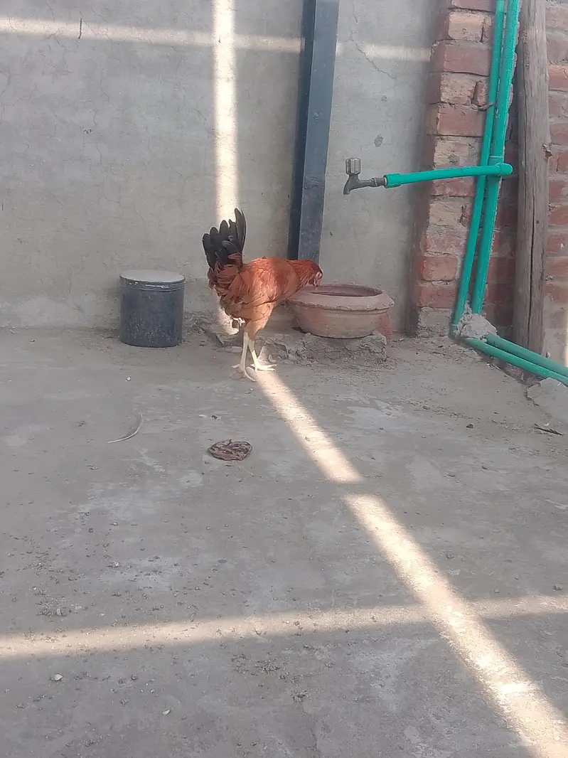 Golden Misri Murga — photo 5