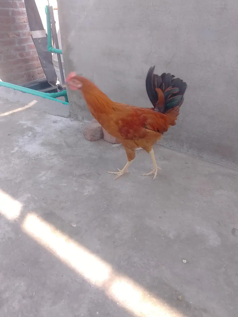 Golden Misri Murga — photo 6