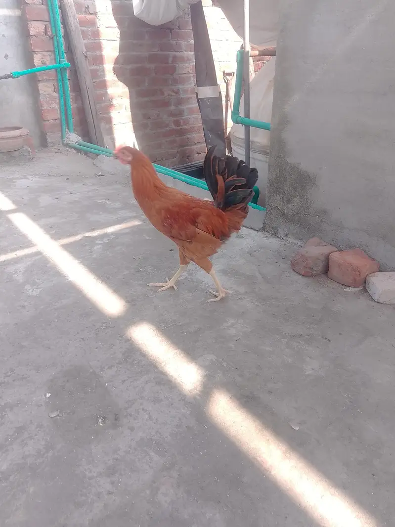 Golden Misri Murga — photo 8