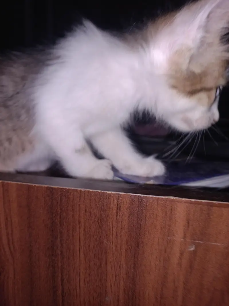 Beautiful kitten for adoption — photo 3