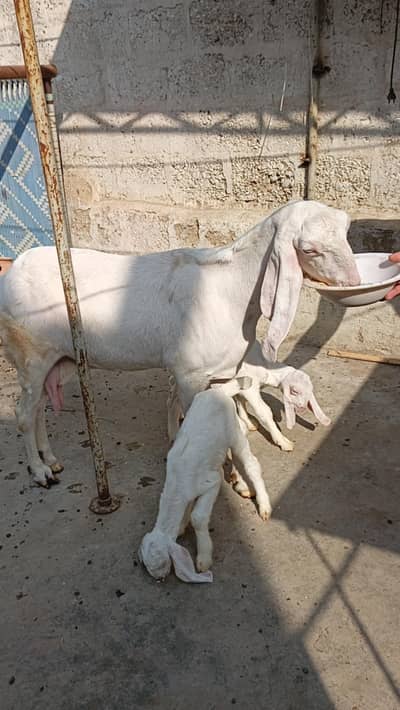 Rajanpuri Bakri With 2 Kids