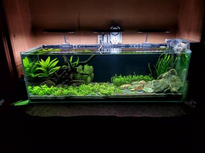 Planted Aquarium