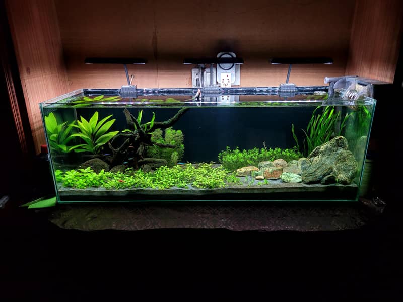 Planted Aquarium 0