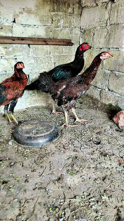 2 aseel female 2 dasi female 1 dasi male 4chick