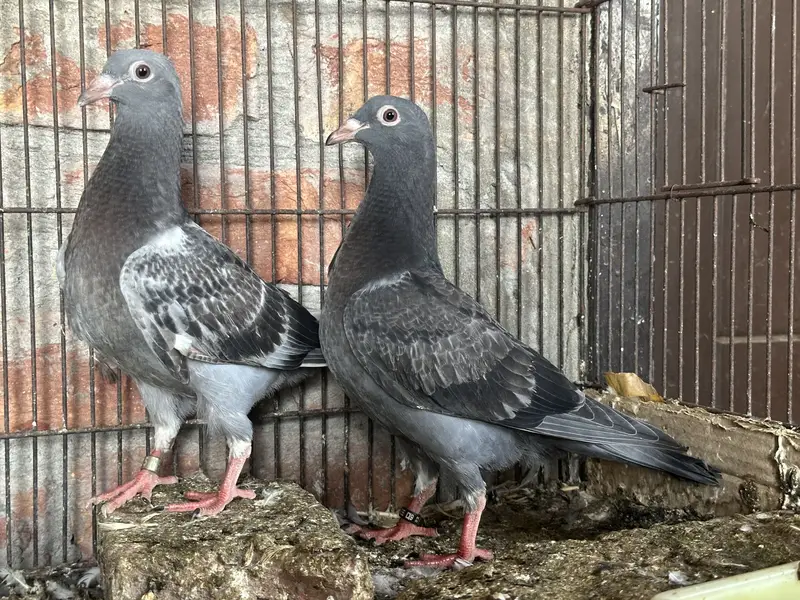 Qasid Kabootar Chick Pair For Sale 0320-4592532 — photo 2