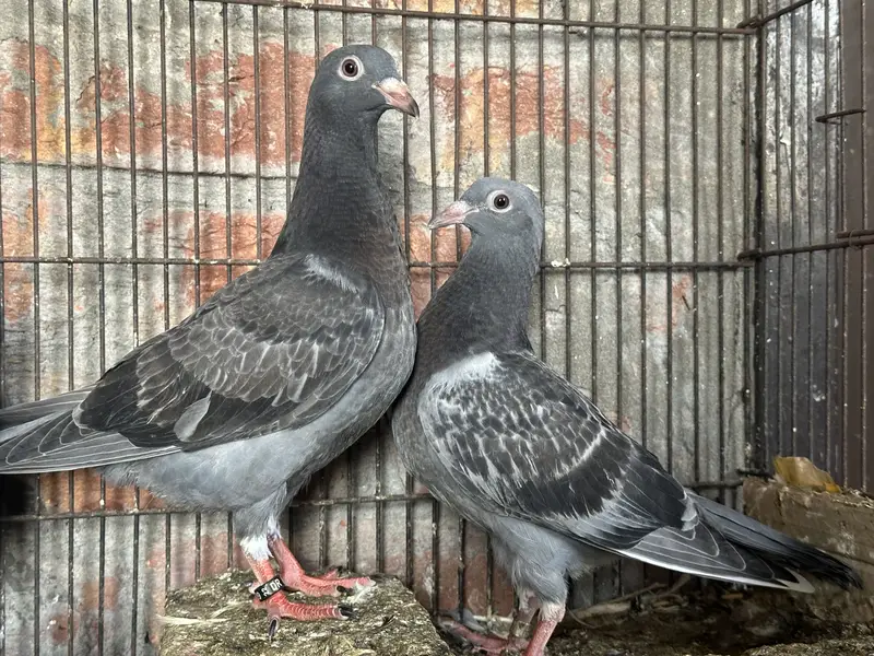 Qasid Kabootar Chick Pair For Sale 0320-4592532 — photo 3