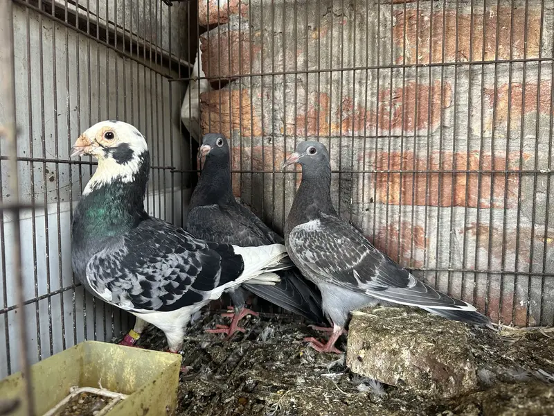 Qasid Kabootar Chick Pair For Sale 0320-4592532 — photo 4