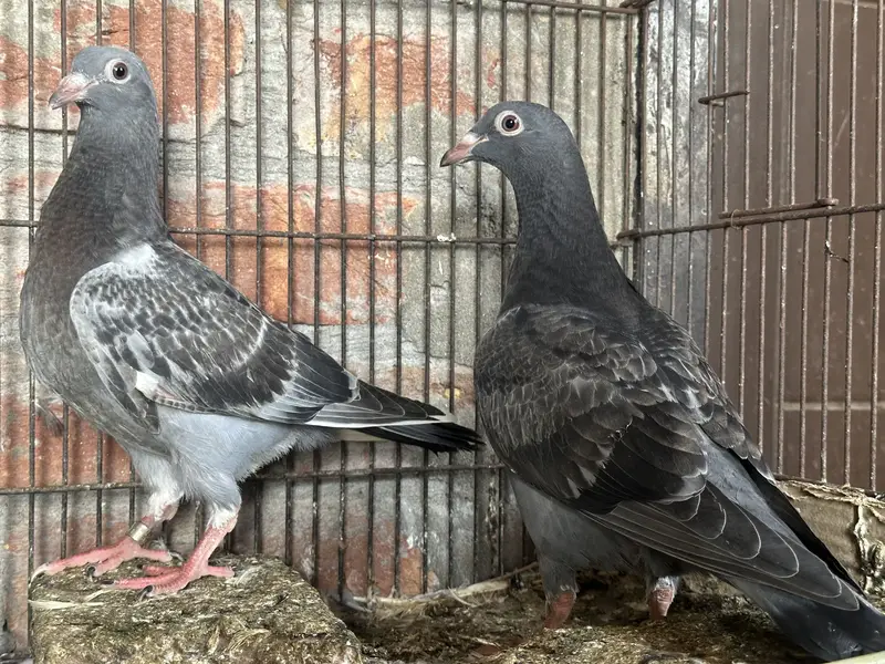 Qasid Kabootar Chick Pair For Sale 0320-4592532 — photo 5