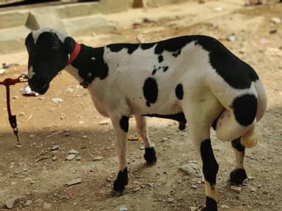 chakki Wala ablak dumba