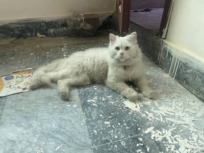 Pure white male cat