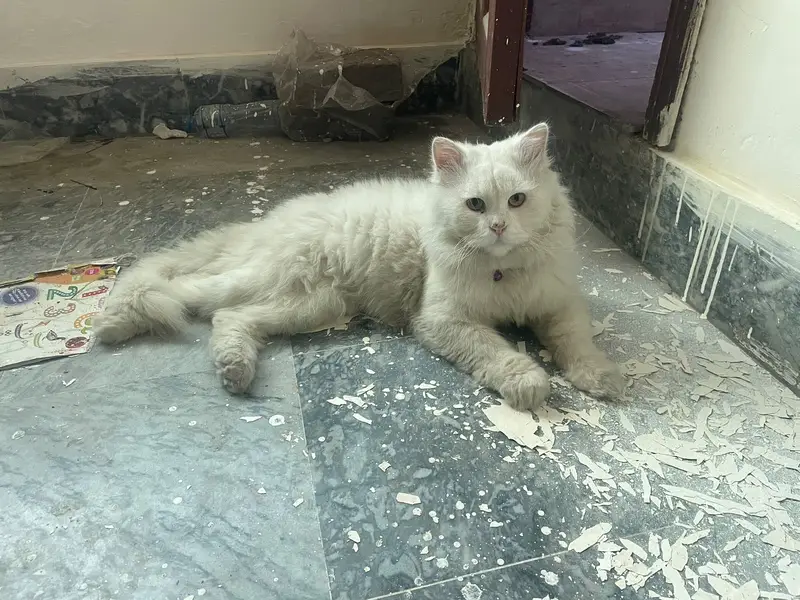 Pure white male cat — photo 2
