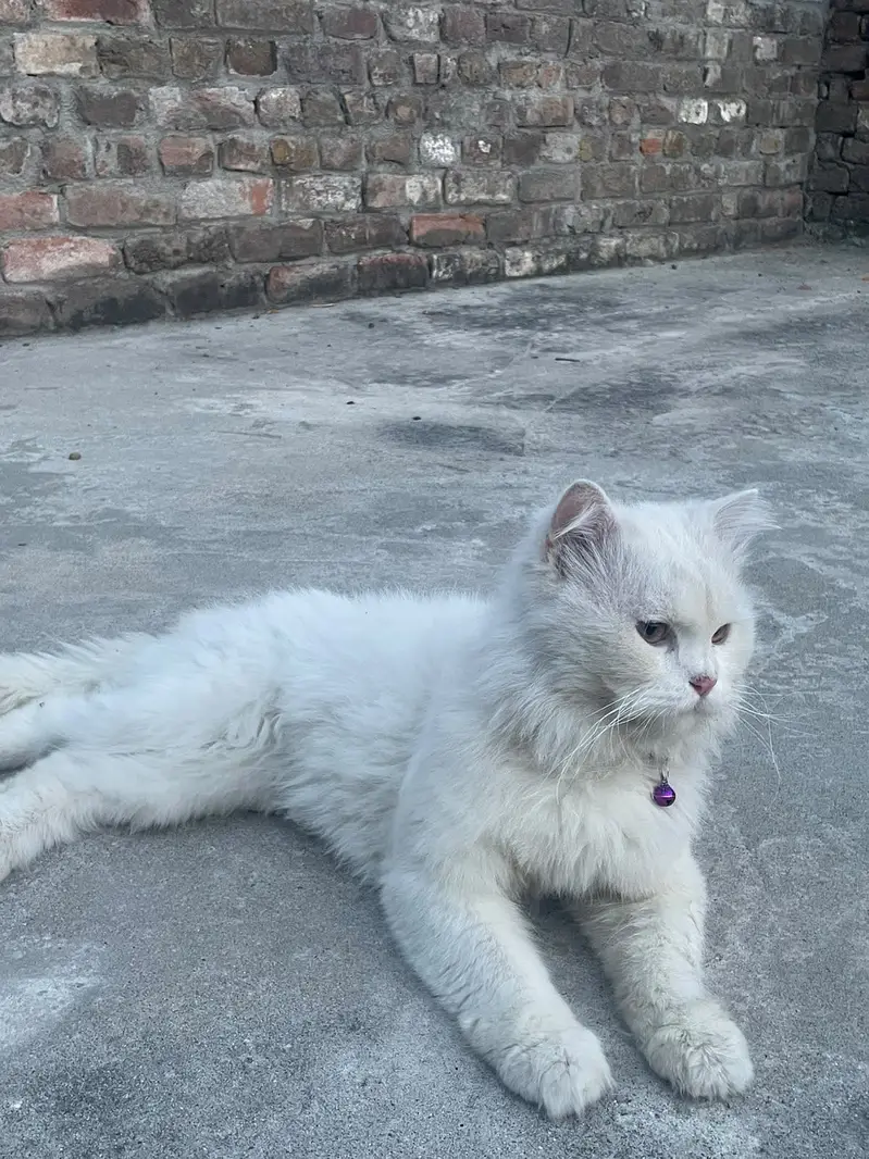 Pure white male cat — photo 3