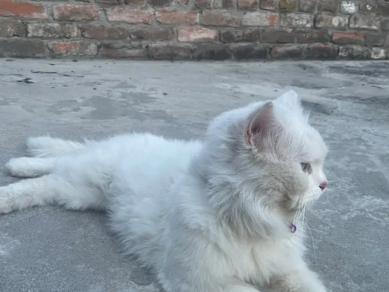 Pure white male cat — photo 4