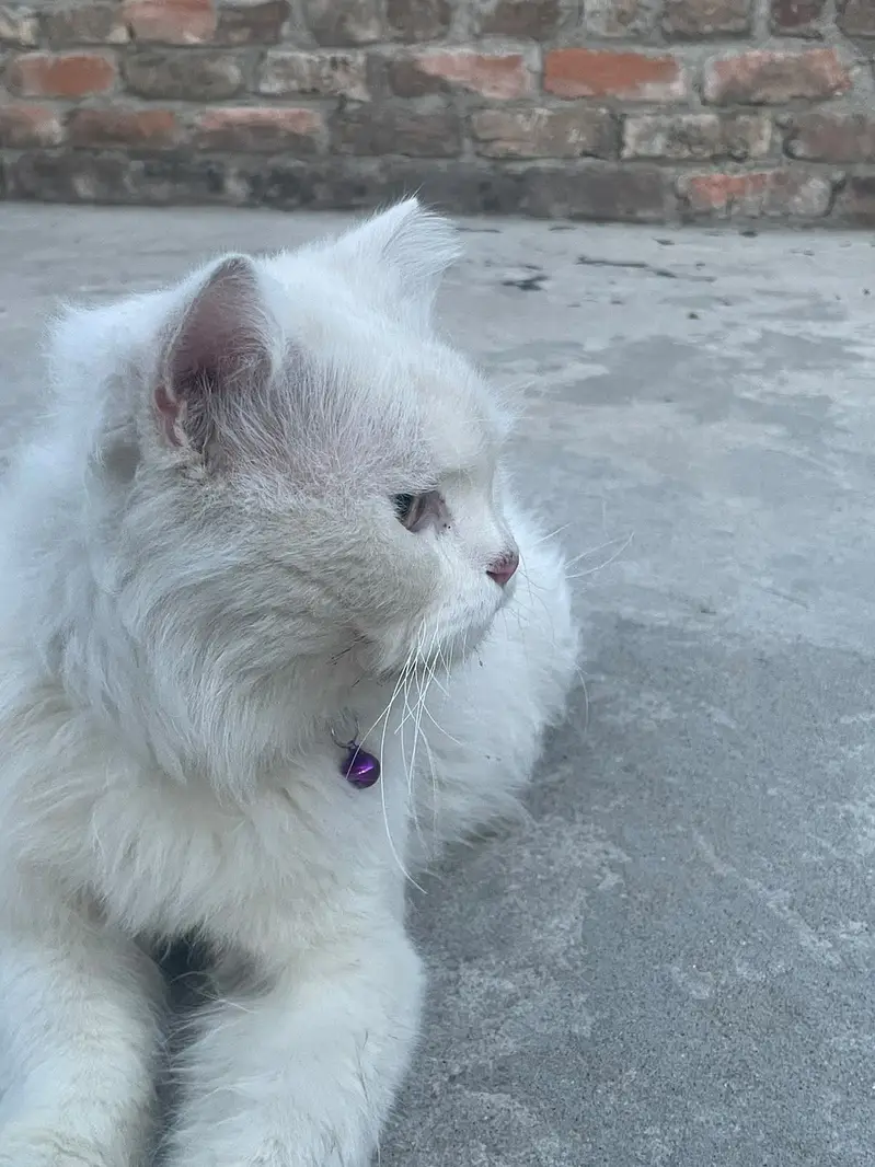 Pure white male cat — photo 5