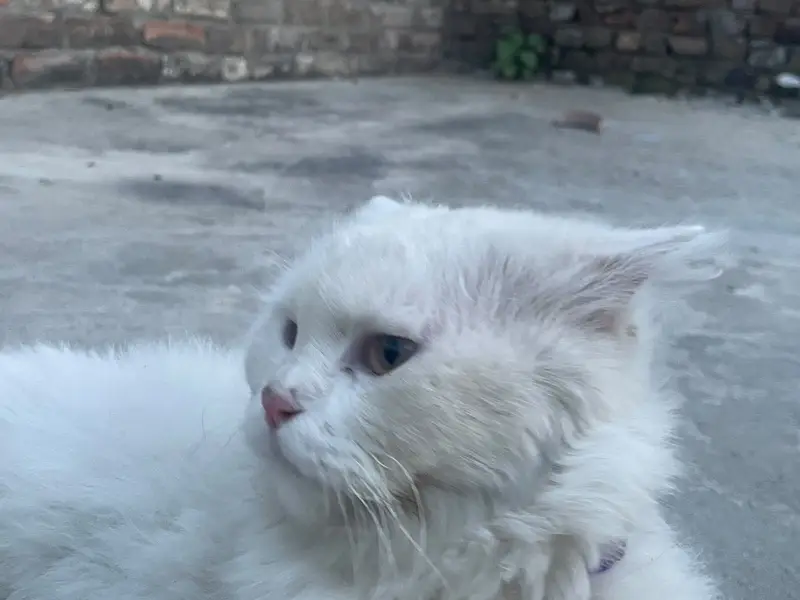 Pure white male cat — photo 6