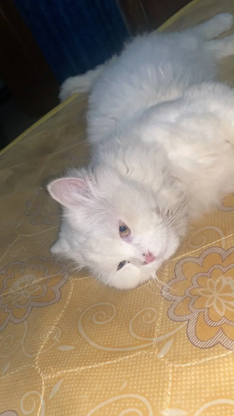 Pure white male cat — photo 7