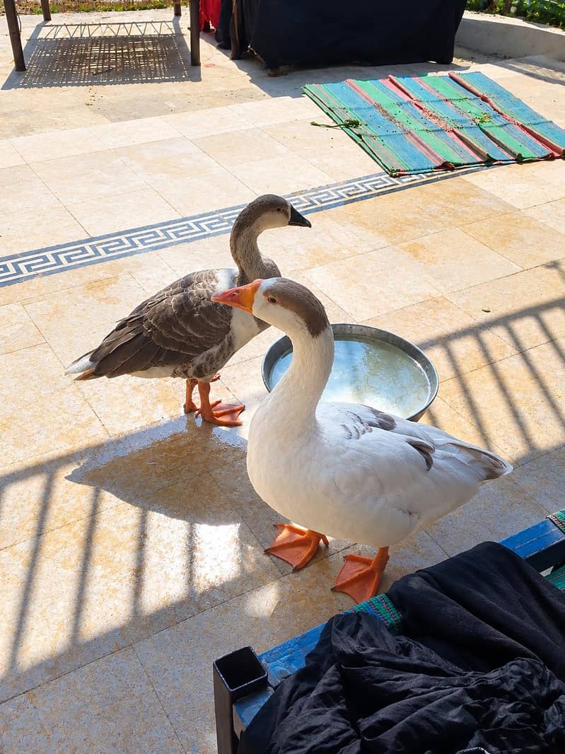 Goose pair 0