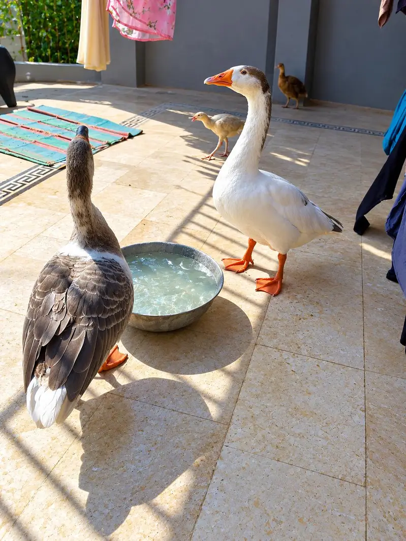 Goose pair — photo 2