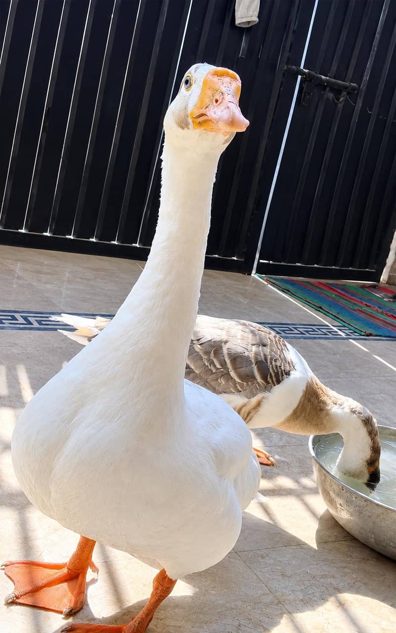 Goose pair 2